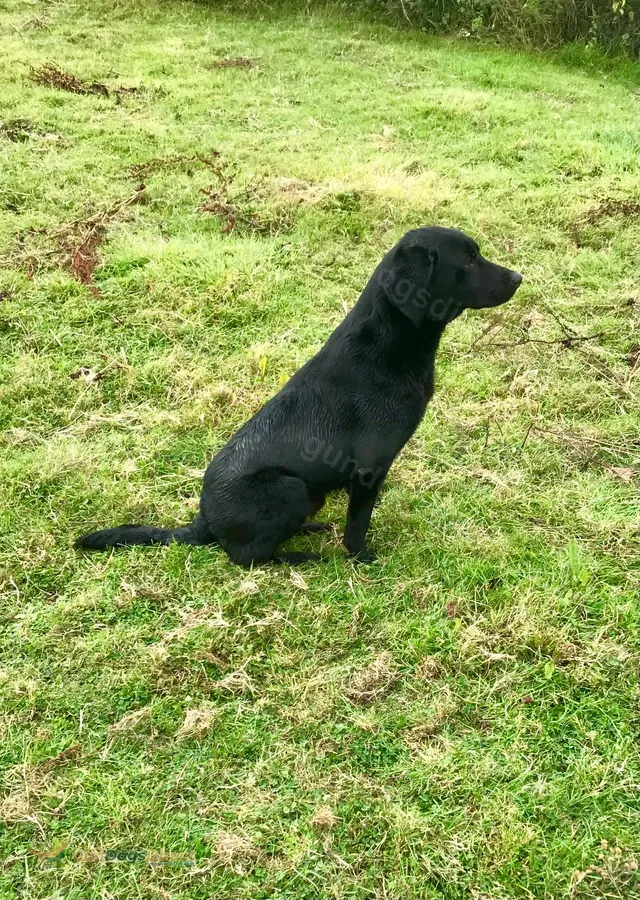 Fully trained Labrador