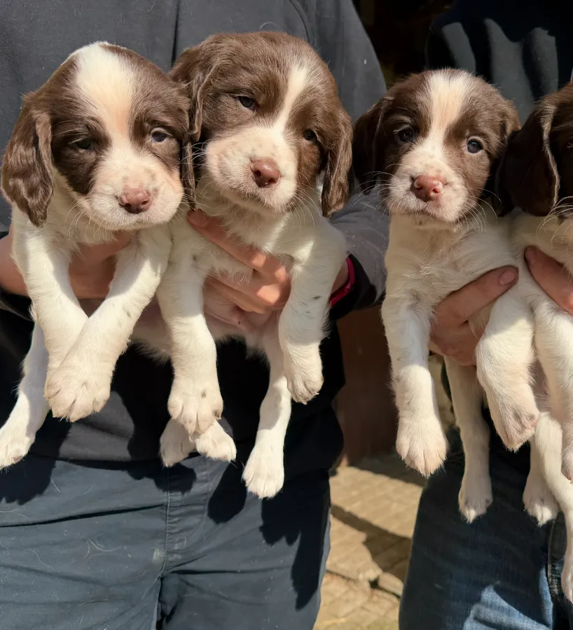 English Springer Spaniel pups
