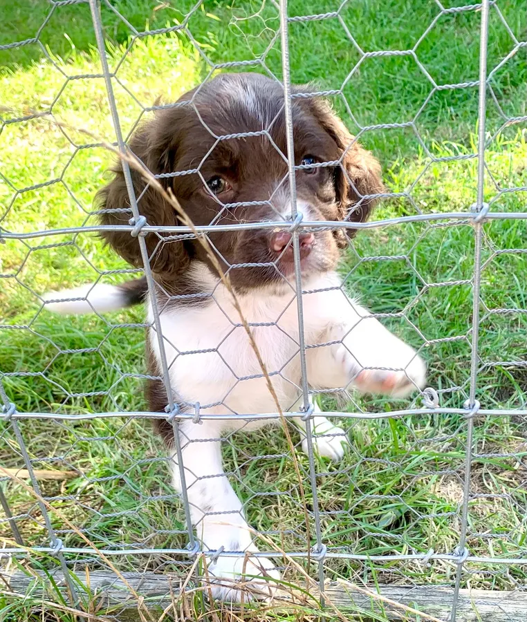 English Springer Spaniel Puppies