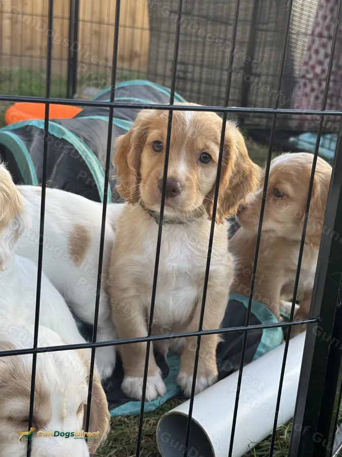 Gorgeous Sprocker Spaniel Puppies