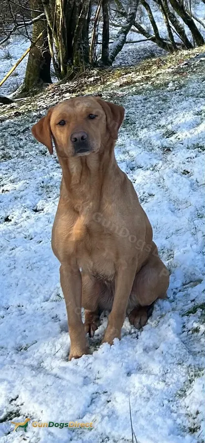 Health tested working Labrador puppies