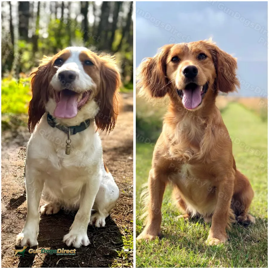 Working Cocker Spaniel Pups | GunDogsDirect