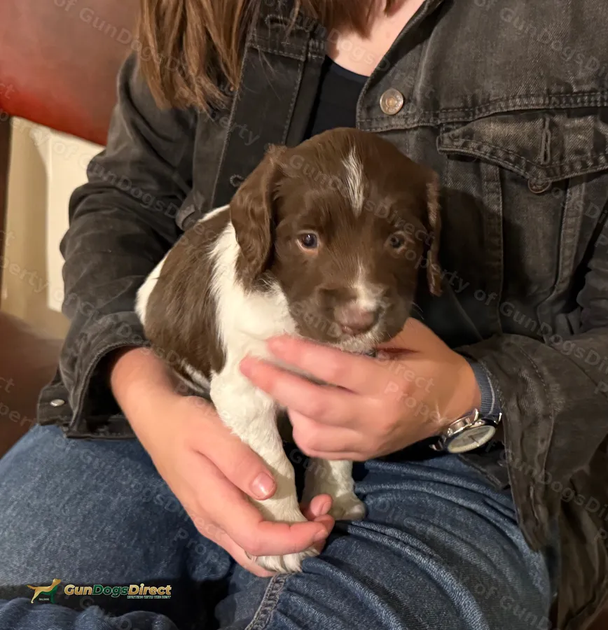 English springer spaniel pups KC registered