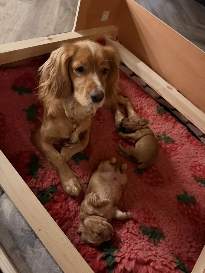 BEAUTIFUL KC GOLDEN WORKING COCKER PUPS