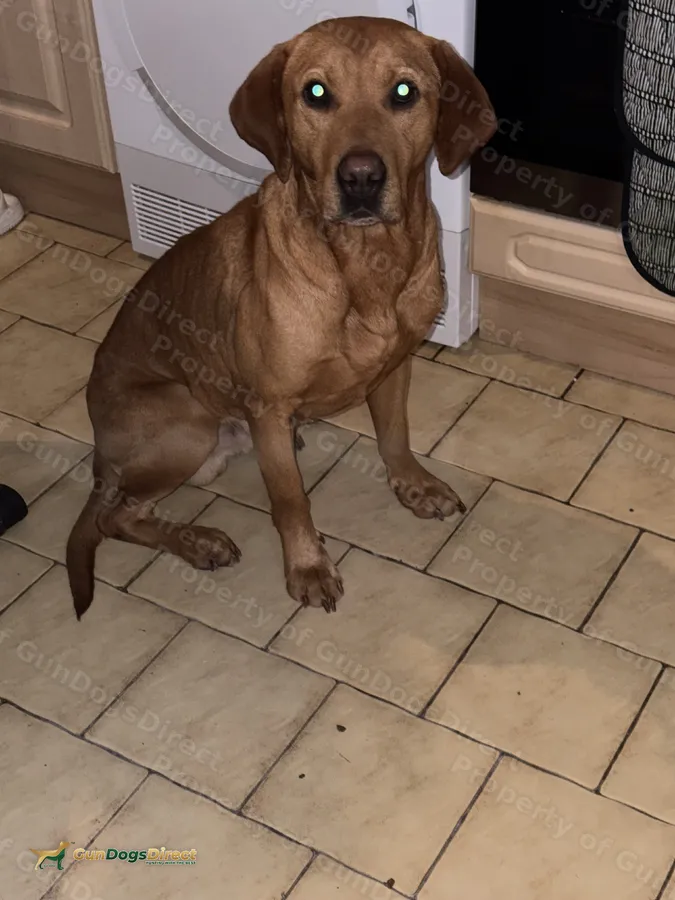 4 year old male make lovely pet or continued work | GunDogsDirect