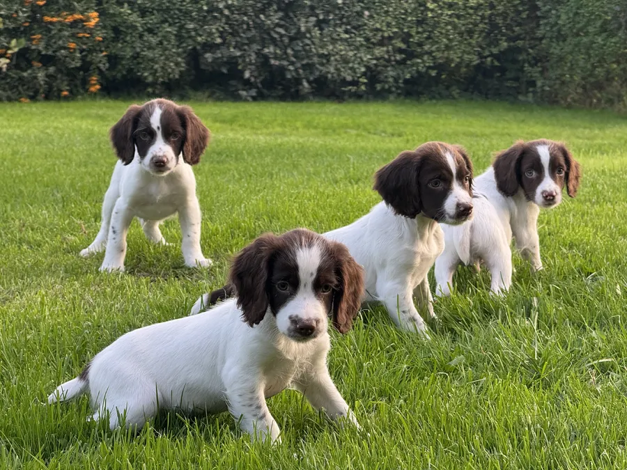 Ready to go Well bred KC Reg ESS Puppies