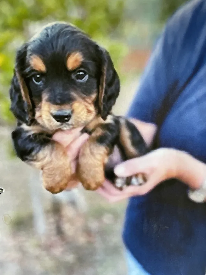 Working Cocker Spaniel Puppies KC REG