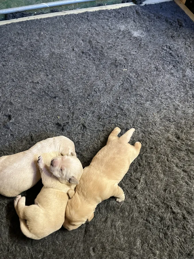Yellow Labrador bitch pup