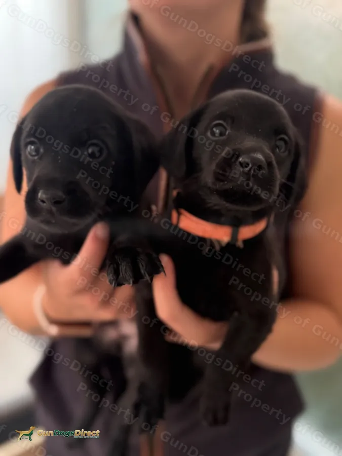 Black Labrador puppies