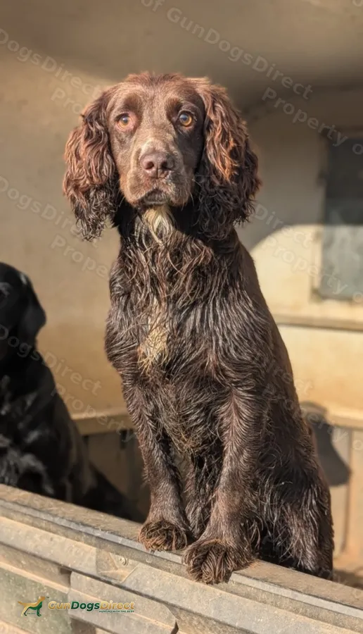 Working Cocker Spaniel KC registered puppies for sale
