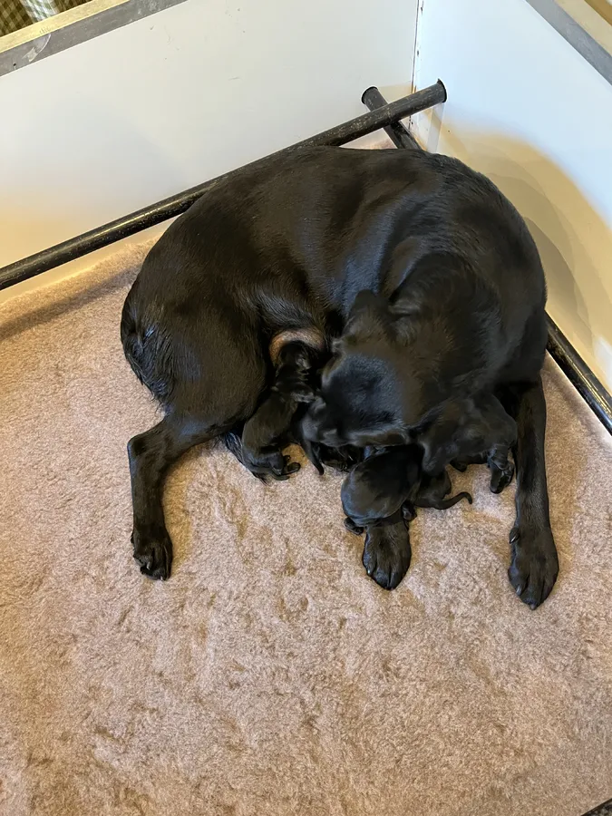 KC Registered Labrador Retriever Puppies-Exceptional Working Lines