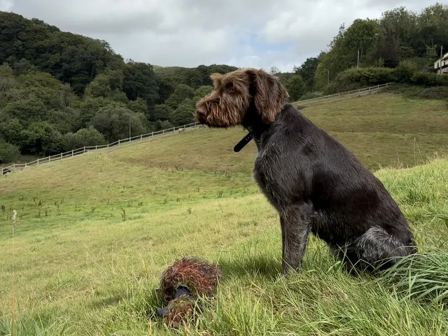 Wirehaired Pointers Huntstaff