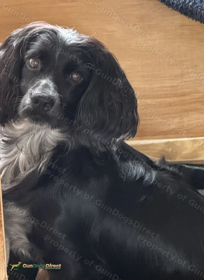 Working Coocker Working Cocker spaniel pups | GunDogsDirect