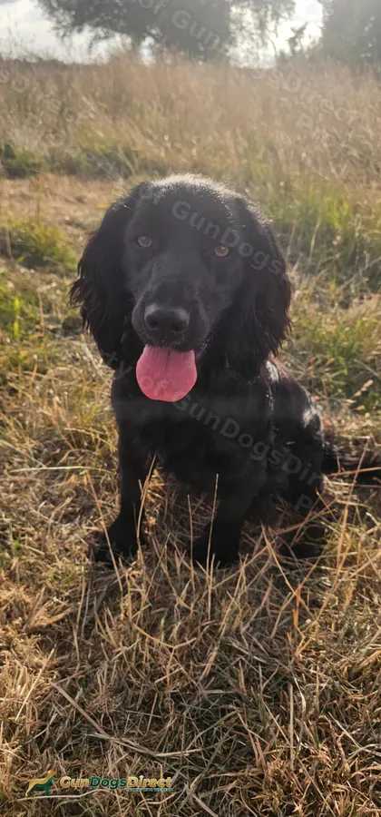 Cocker spaniel dog