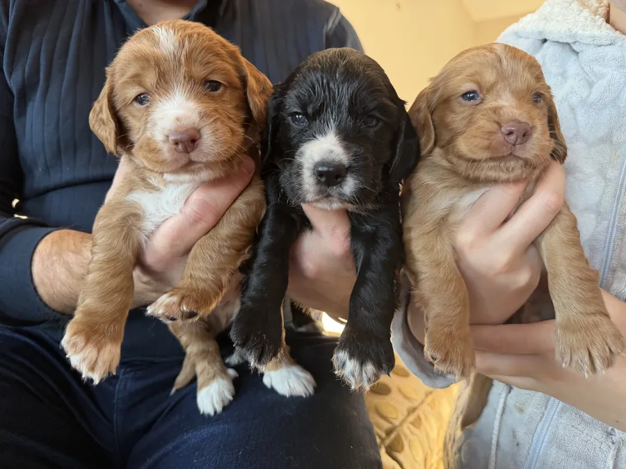 KC registered working cocker spaniel puppies great pedigree