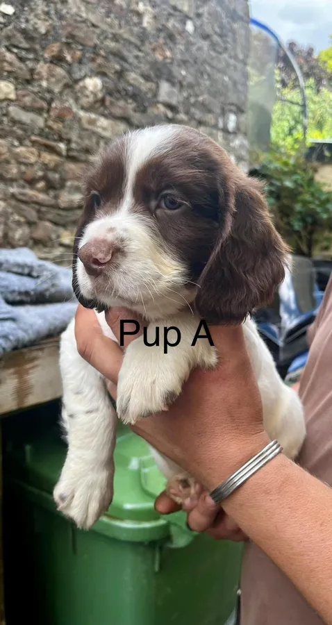 KC Reg English Springer Spaniels