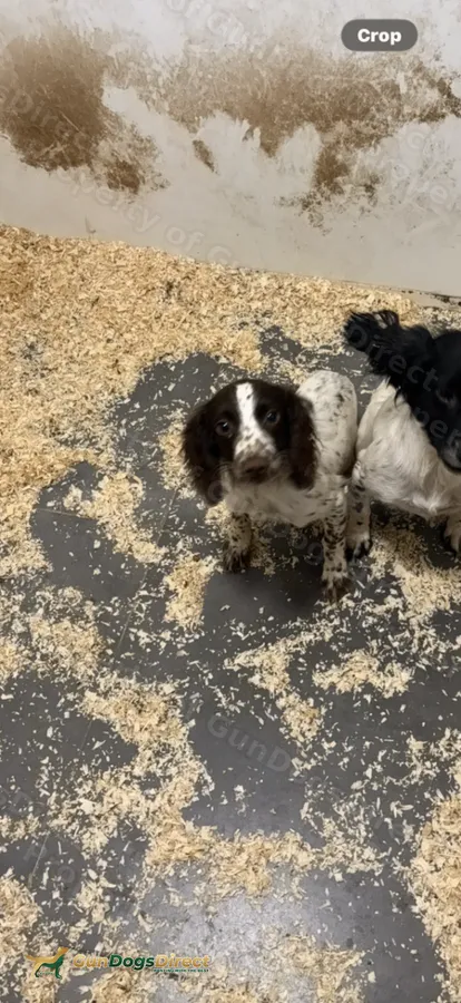 6 month old sprocker bitch
