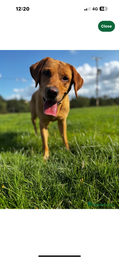 Kc registered Labrador puppies