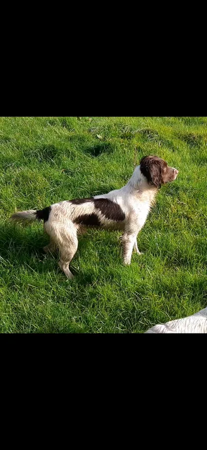 Ftaw Springer dog
