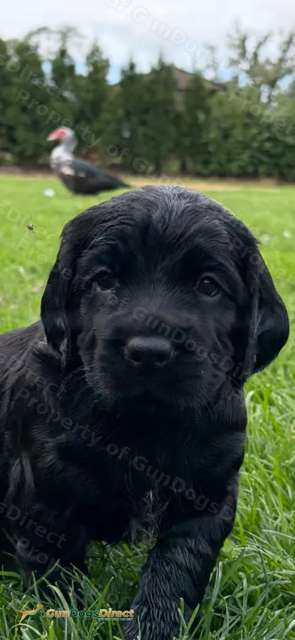 5 Gorgeous cocker spaniels