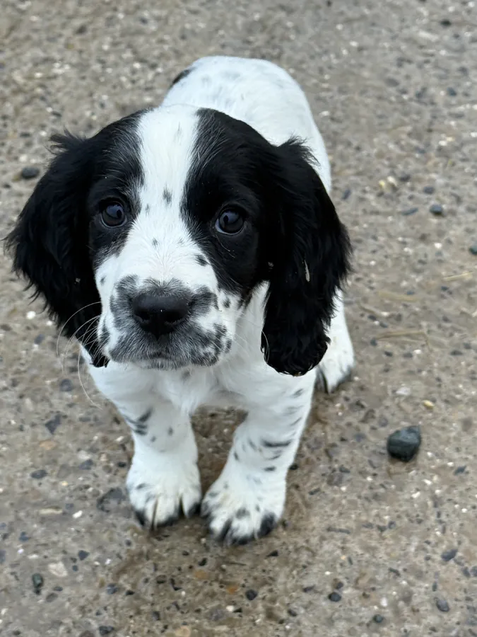 Cocker spaniel Bitch puppy