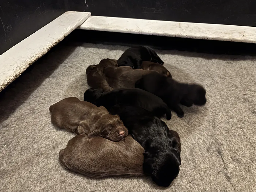 QUALITY KC REG COCKER SPANIEL PUPPIES