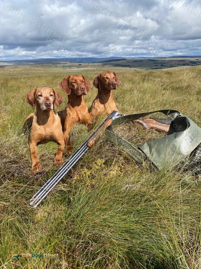 Proven working Hungarian Vizsla stud dog