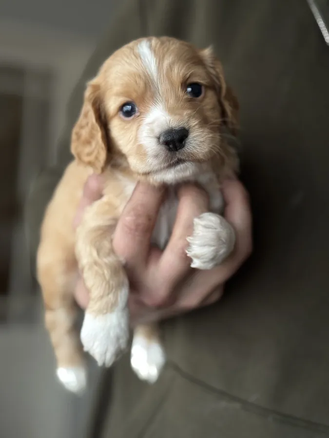 KC Working Cocker Spaniel Puppies
