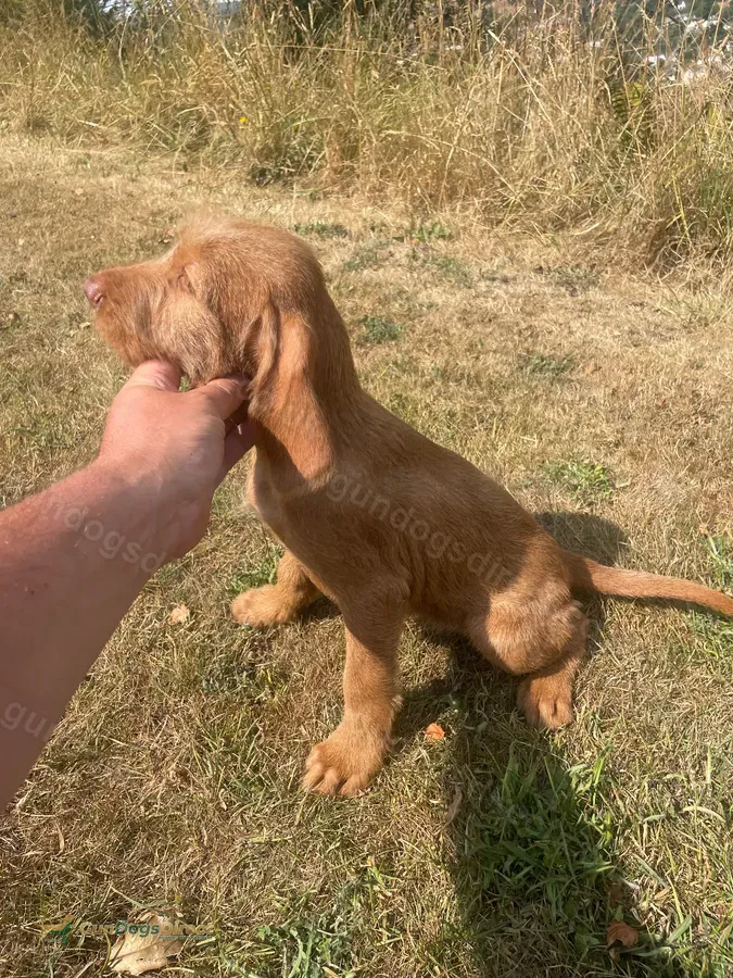 KC HWV puppies fully health tested parents