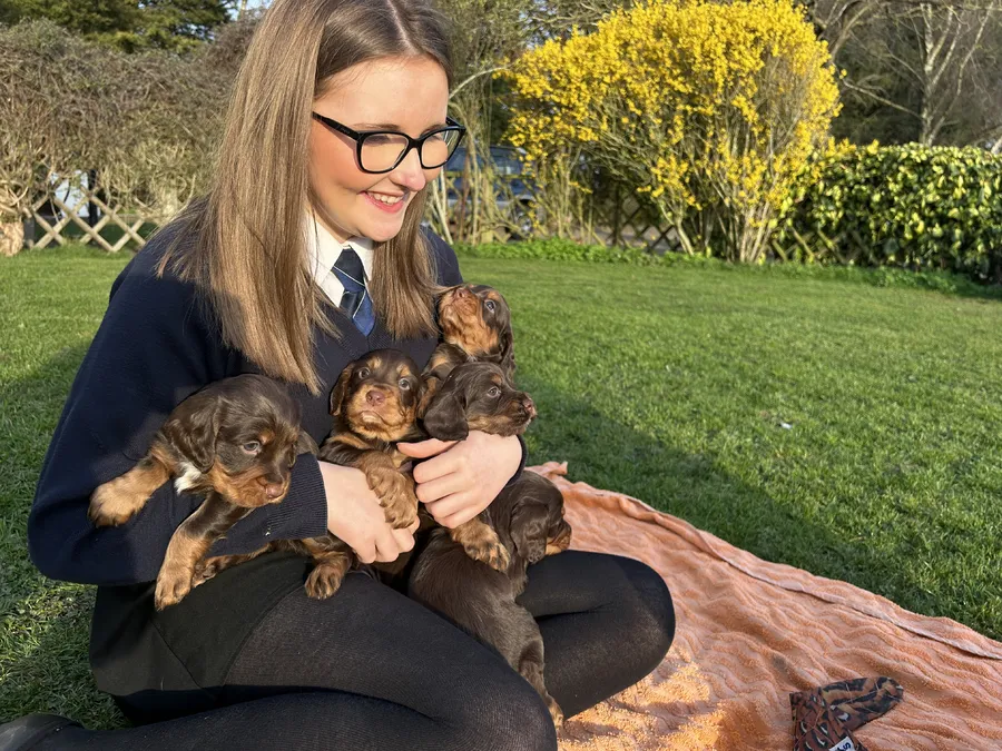 KC Working Cocker Spaniels