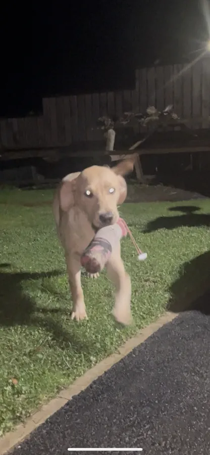 Ftch sired lab dog 8 mths old