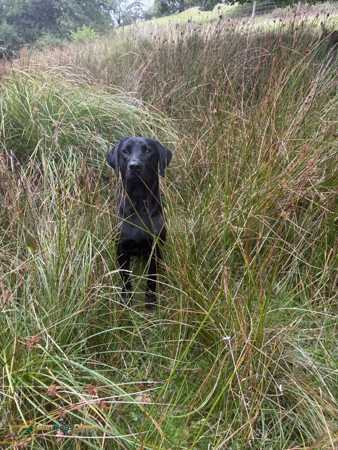 11 month old male make lovely pet or work