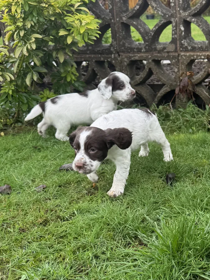 Working Spaniel Cross-SpringerxSprocker