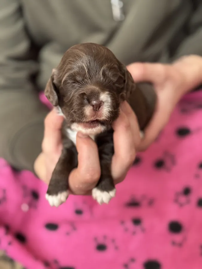KC Working Cocker Spaniel Puppies