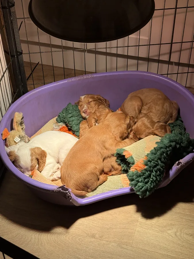 FTCH Sired Cocker Spaniel Dog Puppies