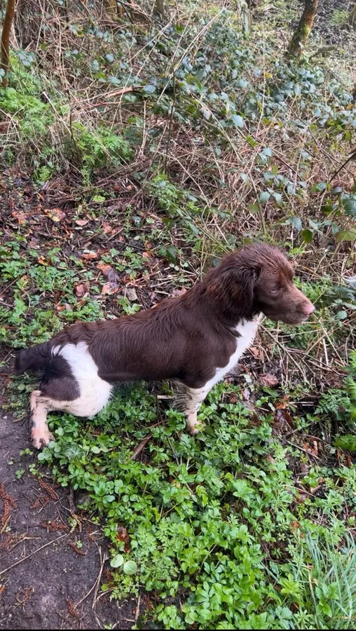 Springer spaniel bitch