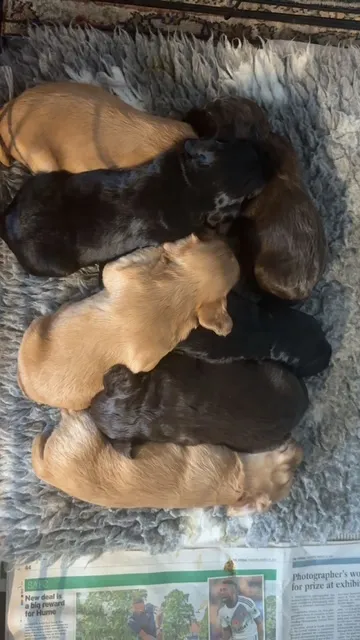 Working Cocker Spaniel Puppies