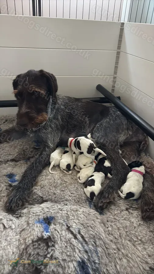 Super litter of GWP puppies