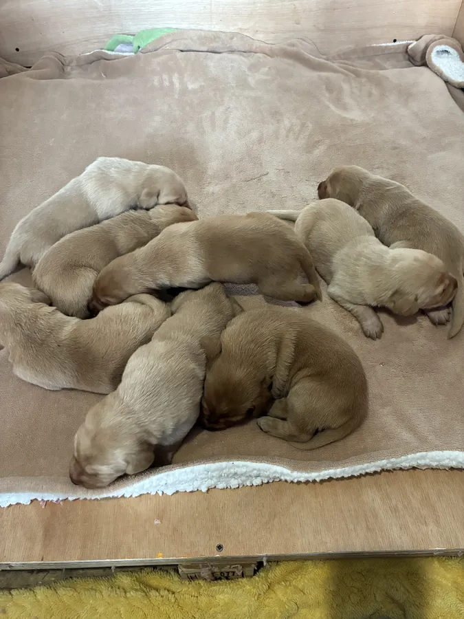 Quality Labrador Puppies
