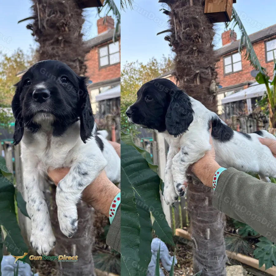 Working Springer Spaniels x 2 boys | GunDogsDirect