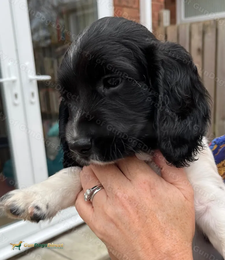 Working Springer Dog Pups