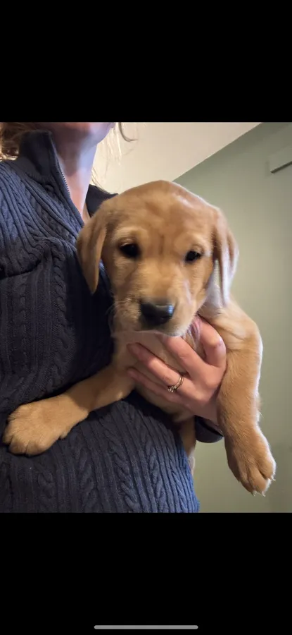 KC registered fox red puppies