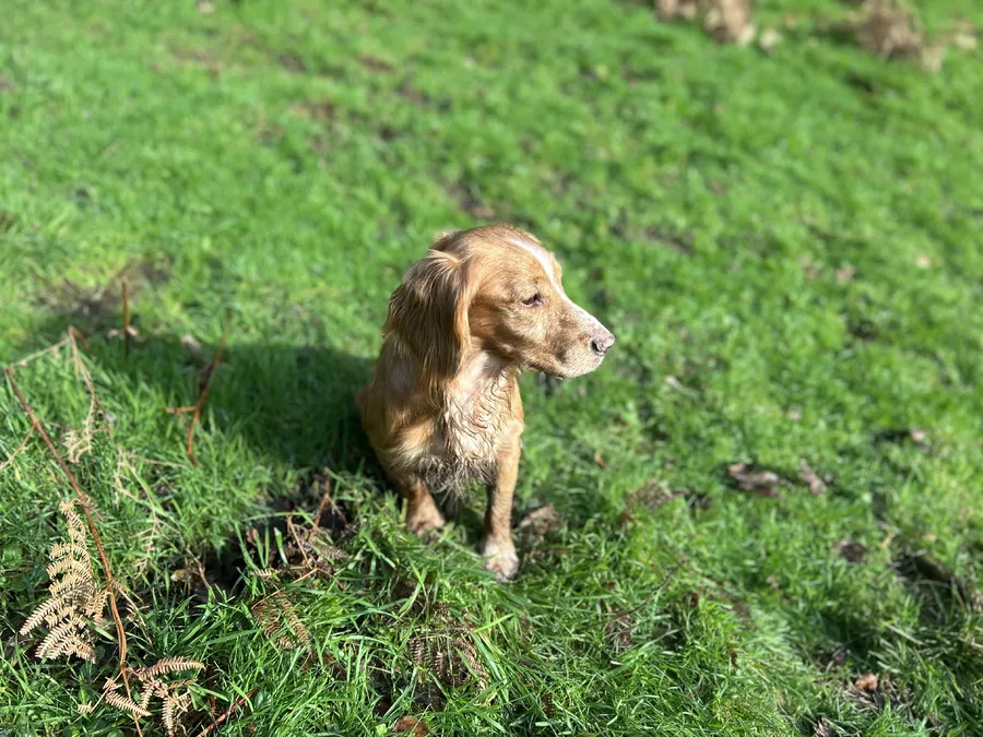 Cocker spaniel litter