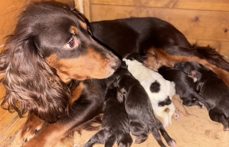 5 Generation FTCH Argyll warrior decedents premium KC pups