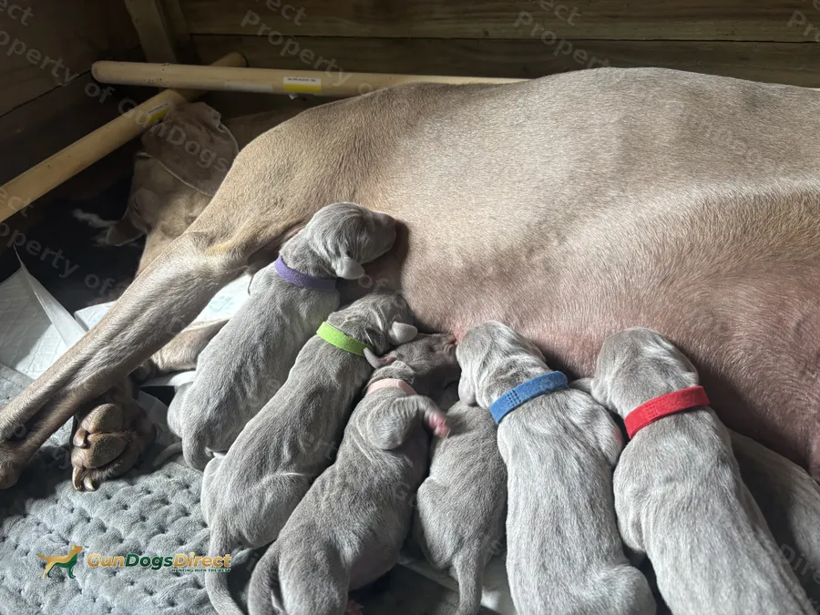 Confirmed litter due mid August