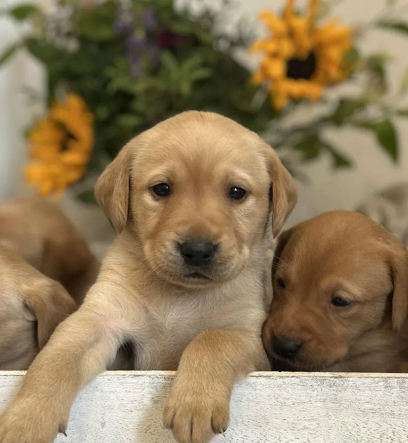 Labrador kc registered