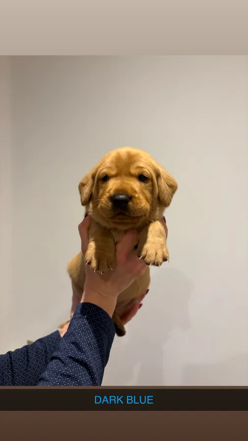 Fox red Labrador puppies