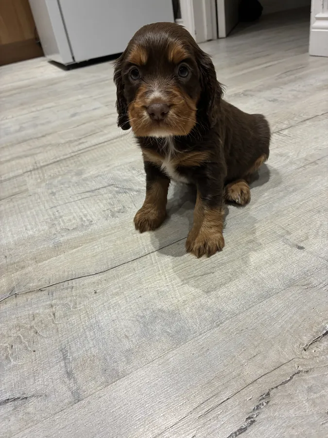 Working cockerspaniel puppies