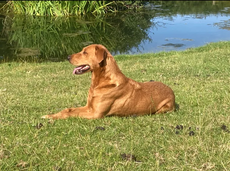 EXCEPTIONAL fox red KC registered Labrador puppies for sale