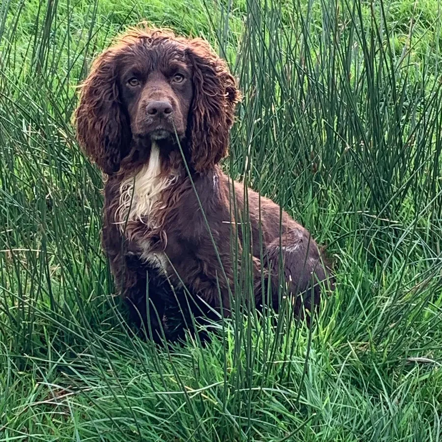 Clyde the working Cocker Spaniel